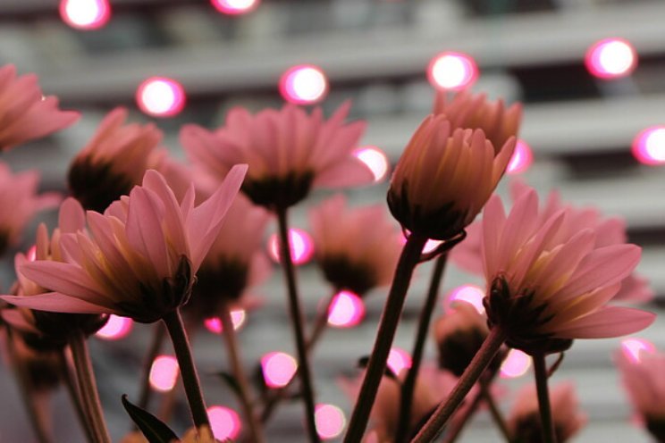 Rapport 'De Perfecte Chrysant' beschikbaar