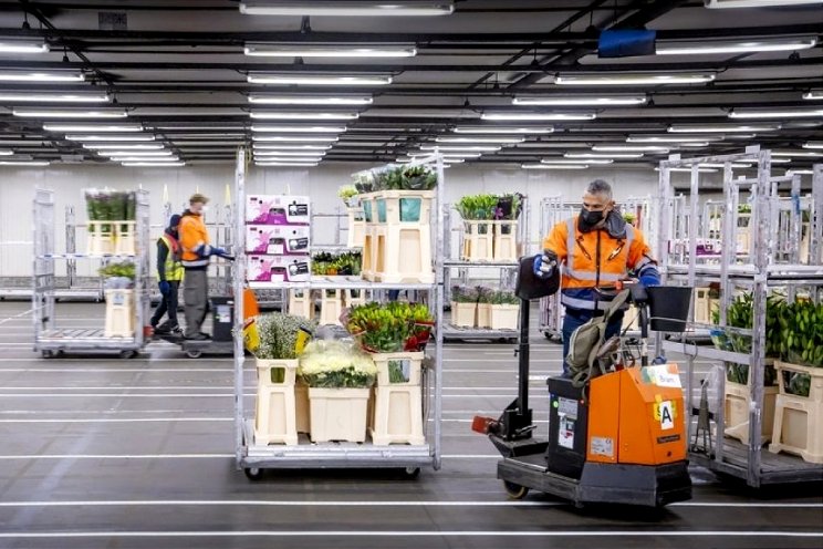 Rondleiding door logistiek proces Royal FloraHolland