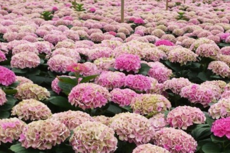 Gespot: Hortensia's