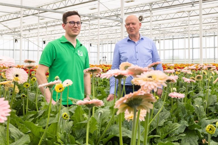 Natuurlijke vijanden bij Gerbera van Megen