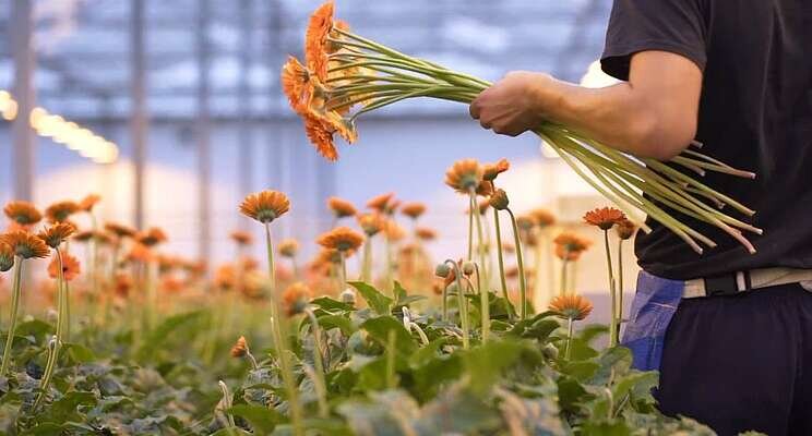 B-Mex en FloriFocus lanceren Gerbera Groeimodel