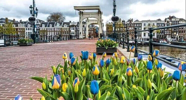 Geelblauwe tulpen!