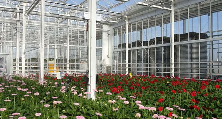 Plagen gerbera onder controle