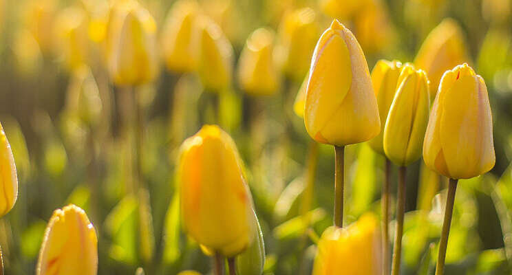 Royalcap Fleur effectief tegen Botrytis in tulpen