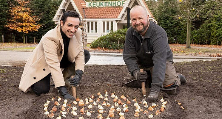 Aladdin plant tulp op Keukenhof