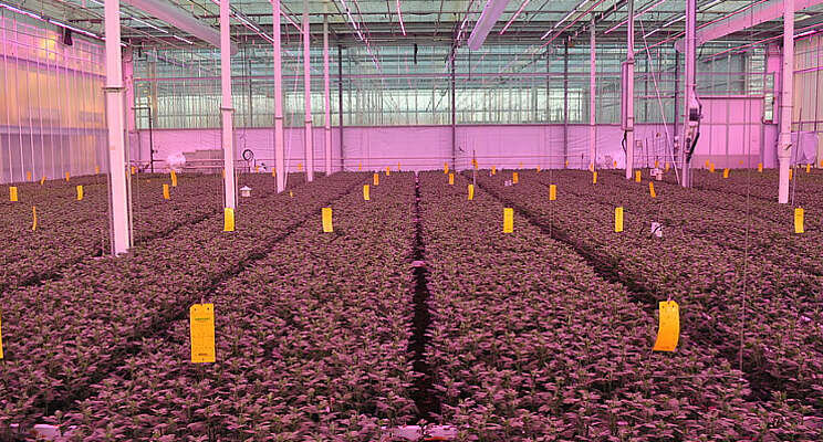 Start Academy Chrysant: LED en ontvochtiging