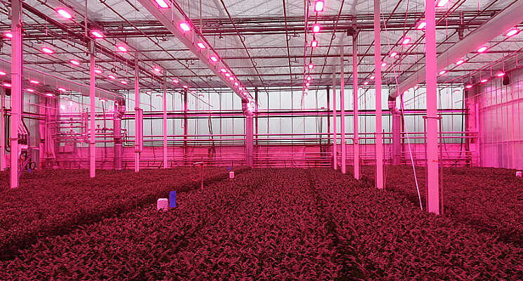 Chrysanten presteren goed in full LED herfstteelt