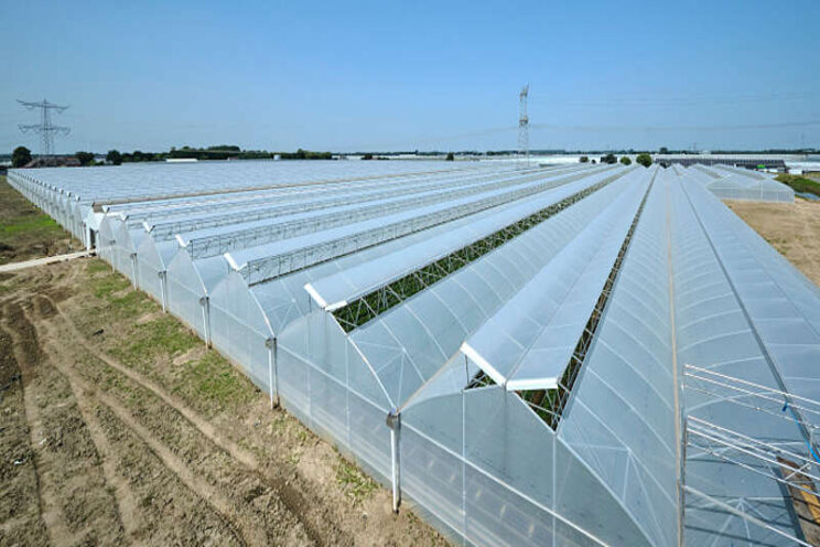 Nokluchting in grootste foliekas van Nederland