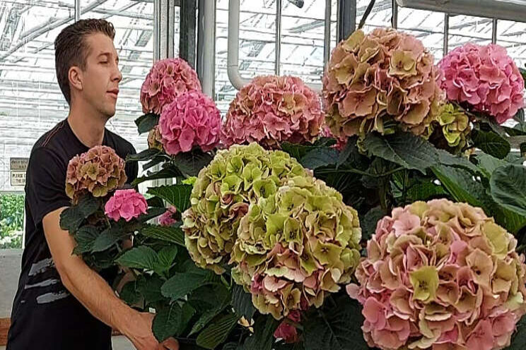 Oud hout voor langer snijhydrangeaseizoen