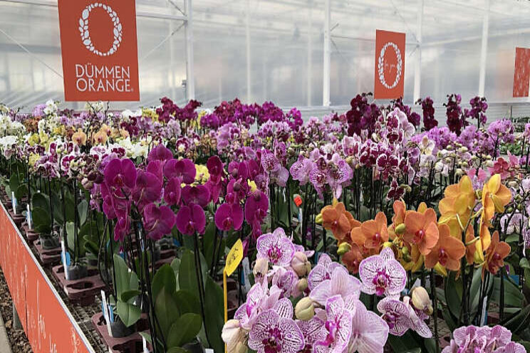 Dmmen Orange opent Phalaenopsis showhuis