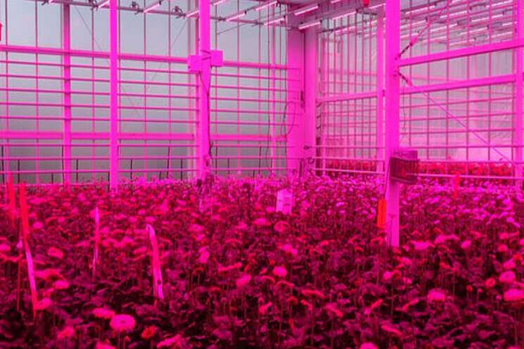 Succesvol gerbera's telen met 100% LED-belichting