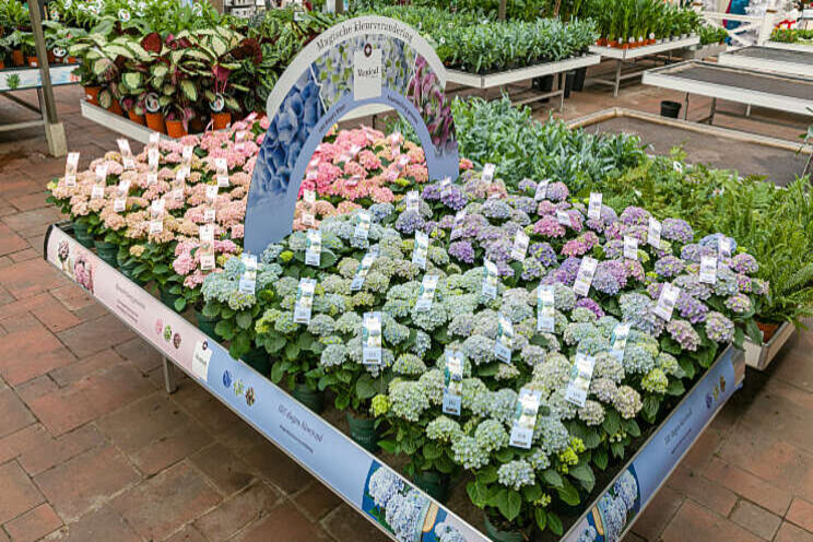 Telers Magical hortensia's klaar voor nieuw seizoen