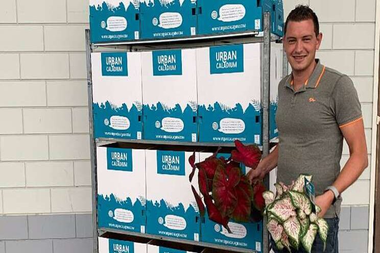 Vreugdenhil Bulbs & Plants lanceert Urban Caladium