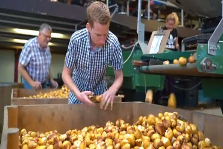 Video: Onderzoek naar kwaliteitsbepaling bollen